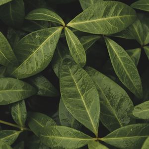 NEW LEAVES