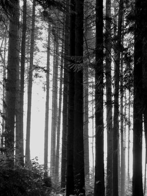 BOSQUE NEGRO
