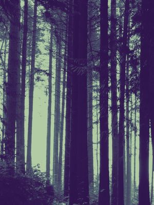 BOSQUE GREEN