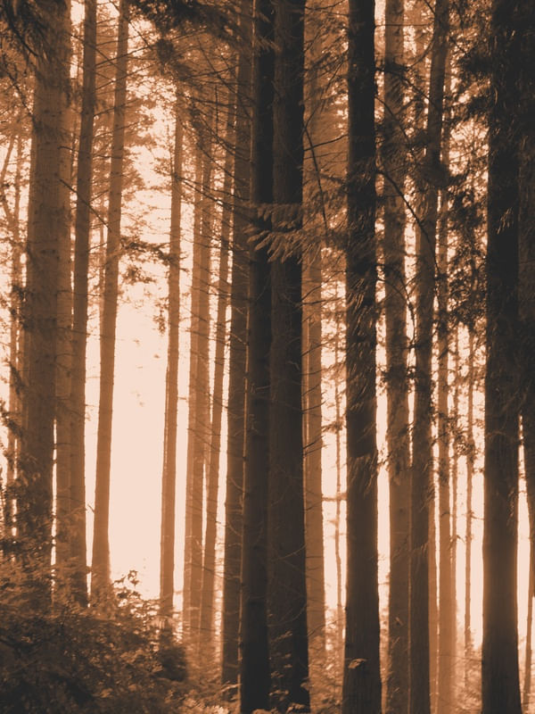BOSQUE SÉPIA