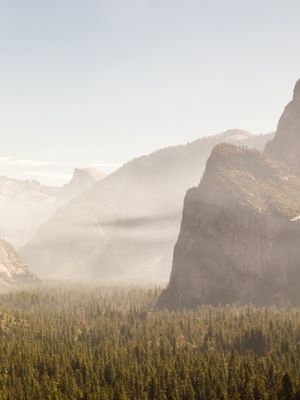 GOLDEN MIST