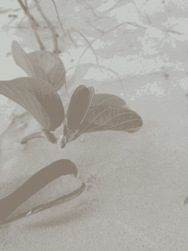 SERENE SANDS I