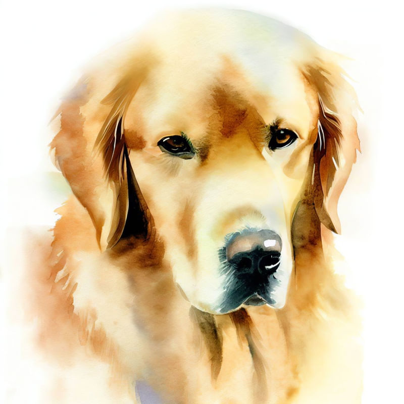 GOLDEN RETRIEVER 2