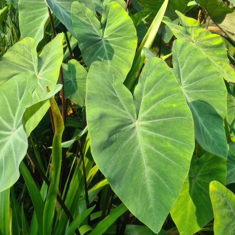 FOLHAS VERDES II - QUADRADA