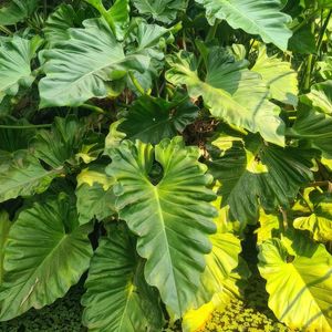 FOLHAS VERDES III - QUADRADA
