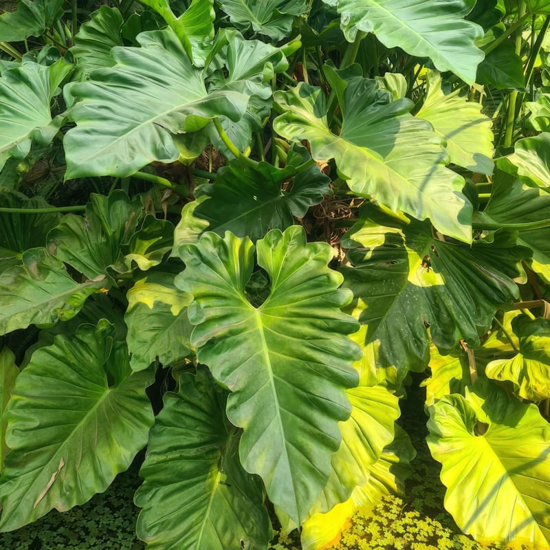 FOLHAS VERDES III - QUADRADA
