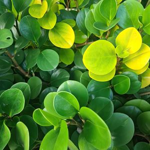 FOLHAS VERDES IV - QUADRADA