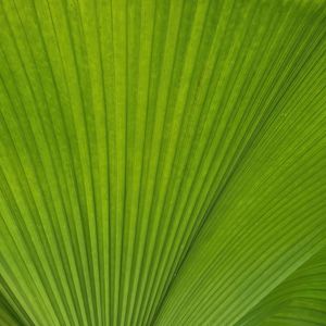 FOLHAS VERDES VI - QUADRADA
