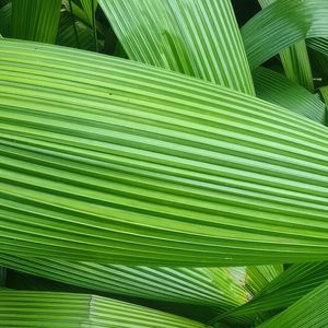FOLHAS VERDES V - QUADRADA
