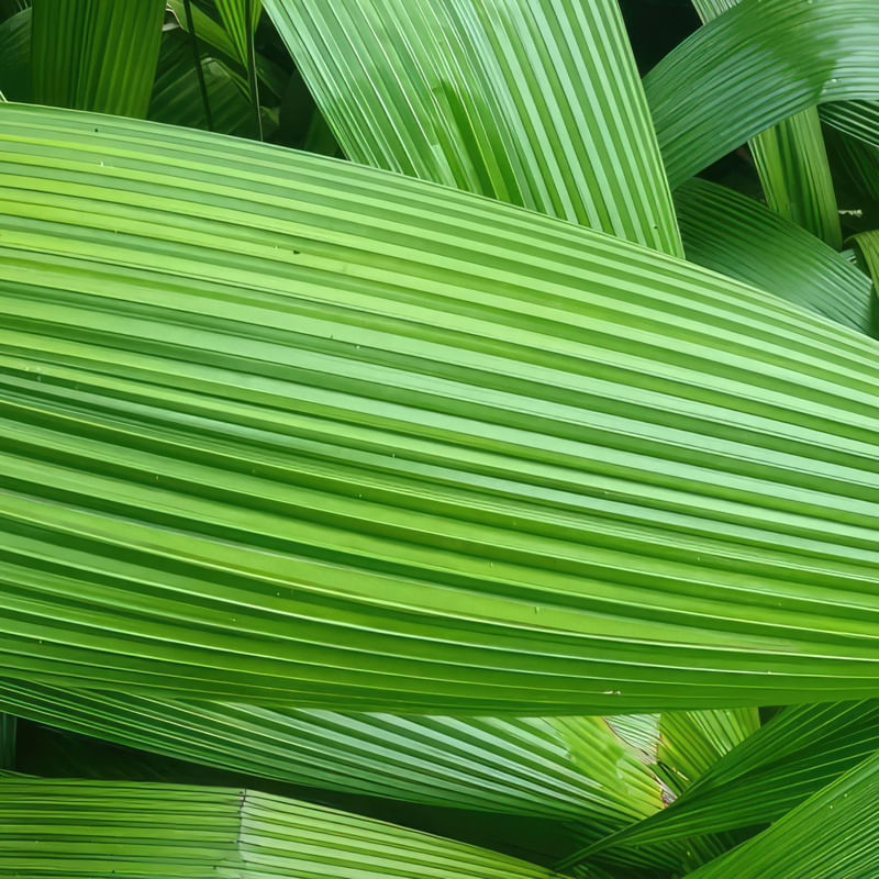 FOLHAS VERDES V - QUADRADA
