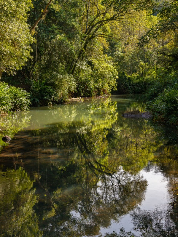 RIACHO NA FLORESTA EM SAPIRANGA NO RIO GRANDE DO SUL
