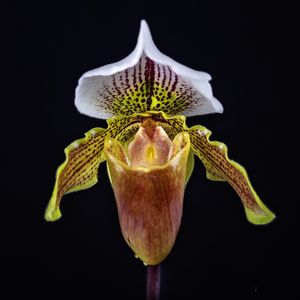ORQUIDEA SAPATINHO DE CRISTAL