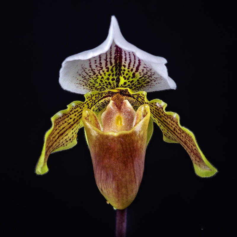 ORQUIDEA SAPATINHO DE CRISTAL