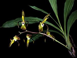 ORQUIDEA CATASETUM INCURVUM