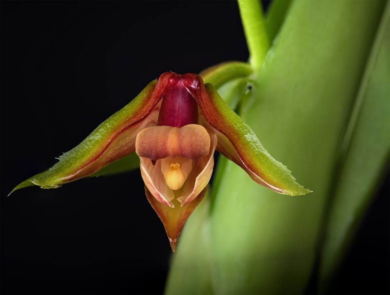 ORQUIDEA ERIA CARINATA