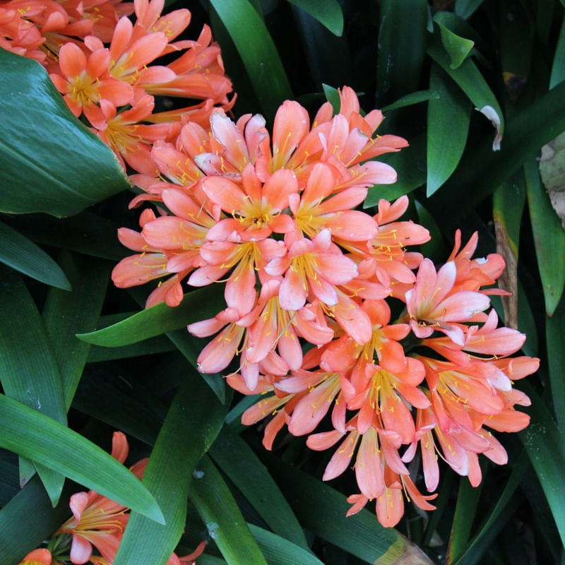 FLOR ROSA ALARANJADA