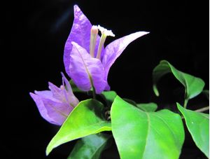 FLOR DE BOUGAINVILLEA