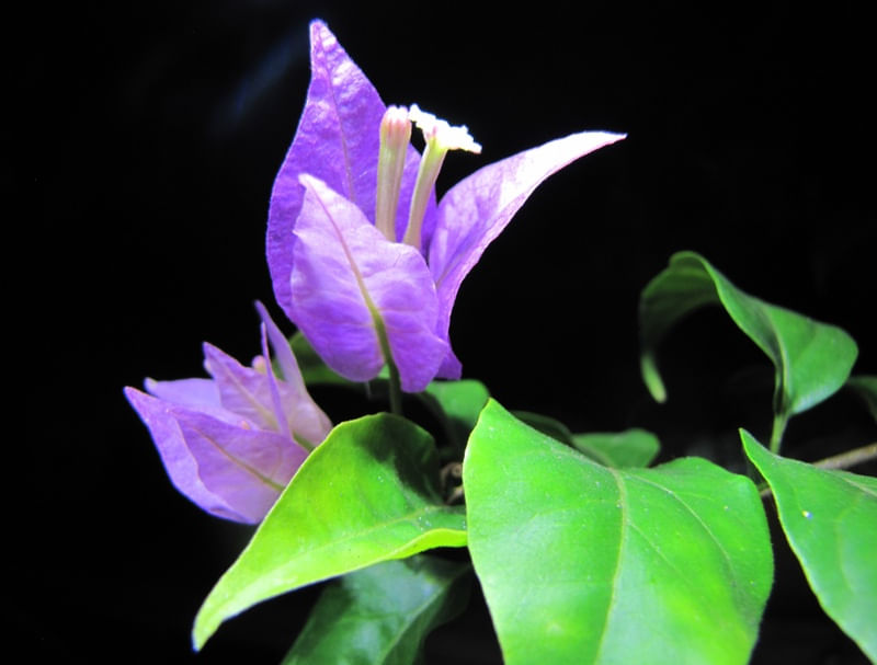FLOR DE BOUGAINVILLEA