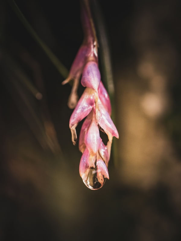 GOTA DE CHUVA EM FLOR MINIMALISTA