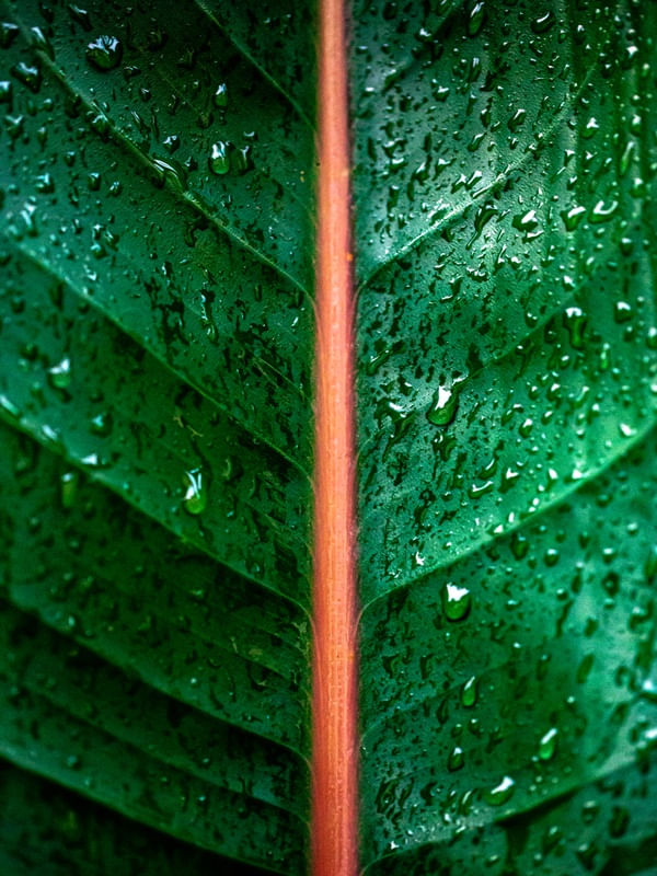 BOTÂNICO - FOLHA COM GOTAS DE CHUVA