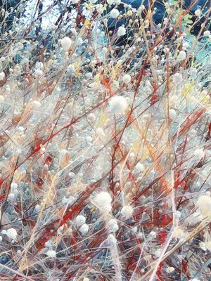 ABSTRATO DE PLANTAS