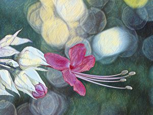 FLOR CLERODENDRUM II