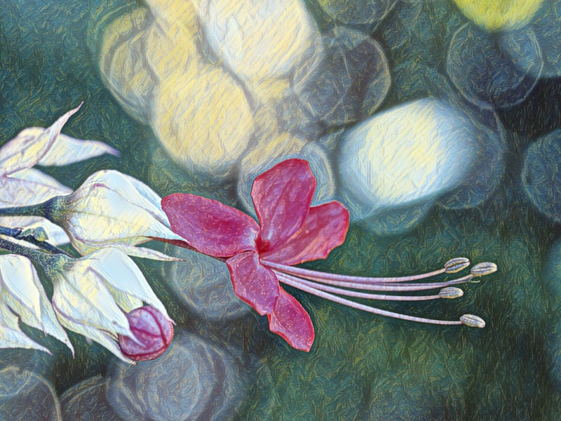 FLOR CLERODENDRUM II