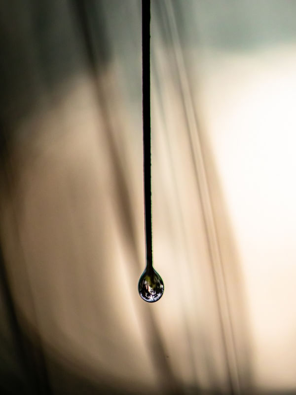 BOTÂNICO - GOTA DE CHUVA