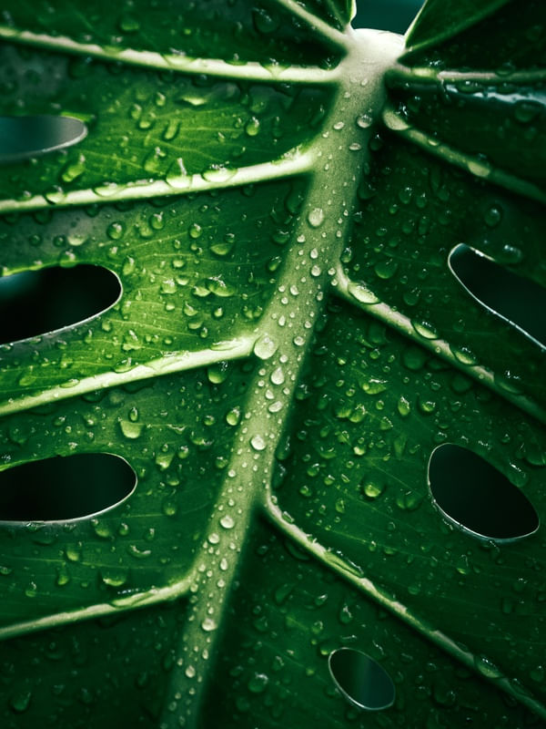 BOTÂNICO - COSTELA DE ADÃO - MONSTERA - GOTAS DE CHUVA