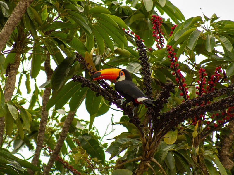 TUCANO0223