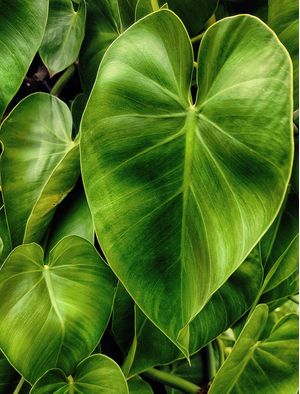 GREEN 23-5