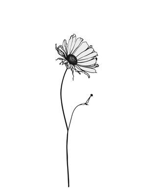 FLOR 005