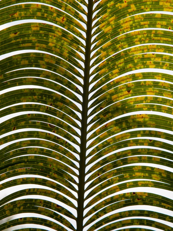 FOLHA TROPICAL 5951