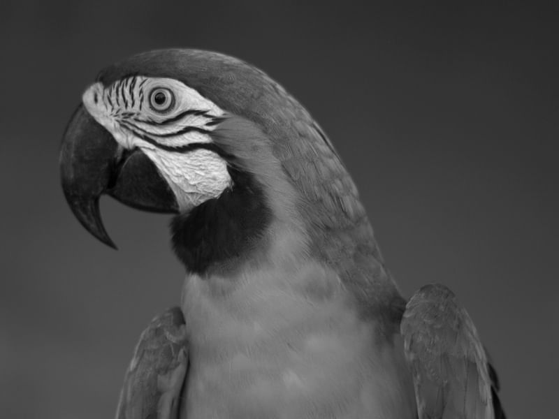 ARARA EM PRETO E BRANCO