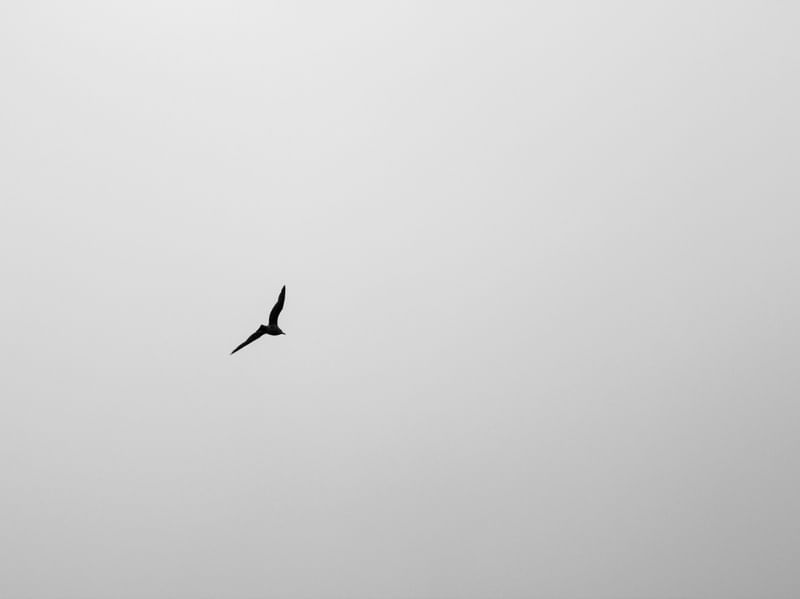 FLY ON