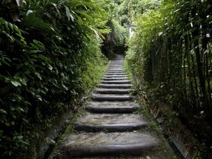CAMINHO DENTRO DA FLORESTA