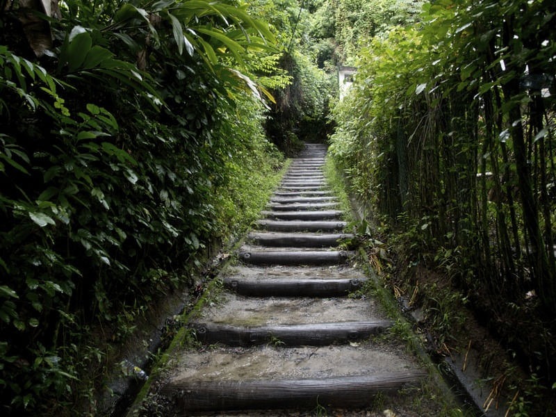 CAMINHO DENTRO DA FLORESTA