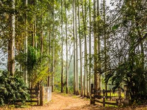 BOM DIA NA FAZENDA