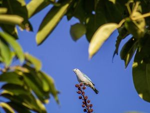SANHAGAÇU-AZUL