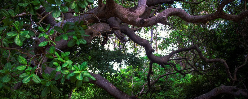 A FORÇA DO VERDE II