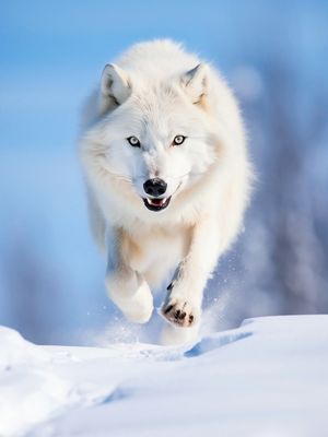 THE BIG WOLF BY AI