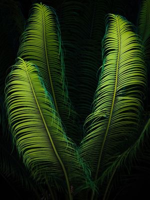 PRETO E VERDE NATUREZA