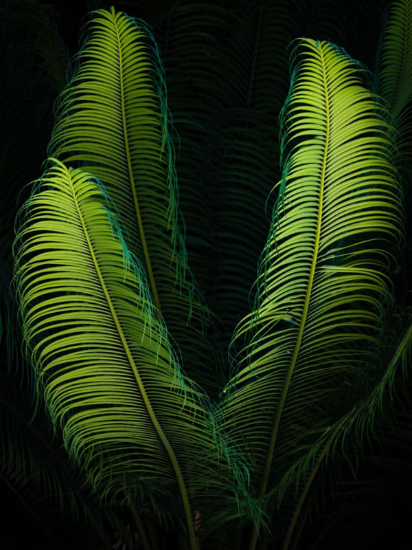 PRETO E VERDE NATUREZA