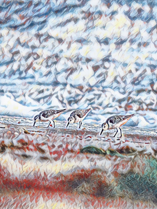 AVES NA PRAIA CEARÁ