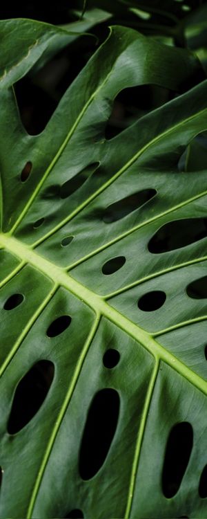 FOLHAGENS TROPICAIS - VERTICAL IV