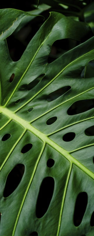 FOLHAGENS TROPICAIS - VERTICAL IV