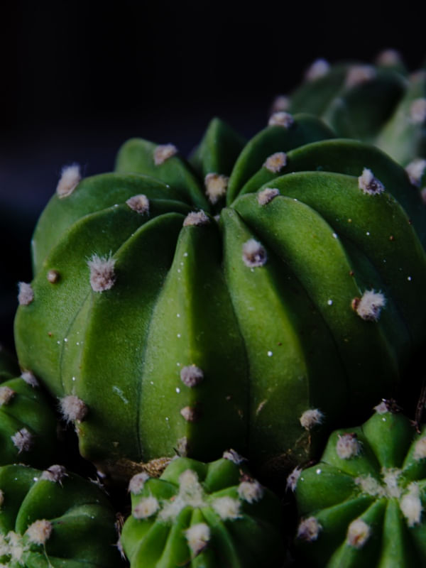 CACTOS CACTOS