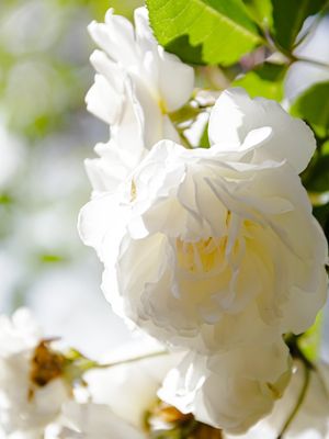 ROSAS BRANCAS AO SOL