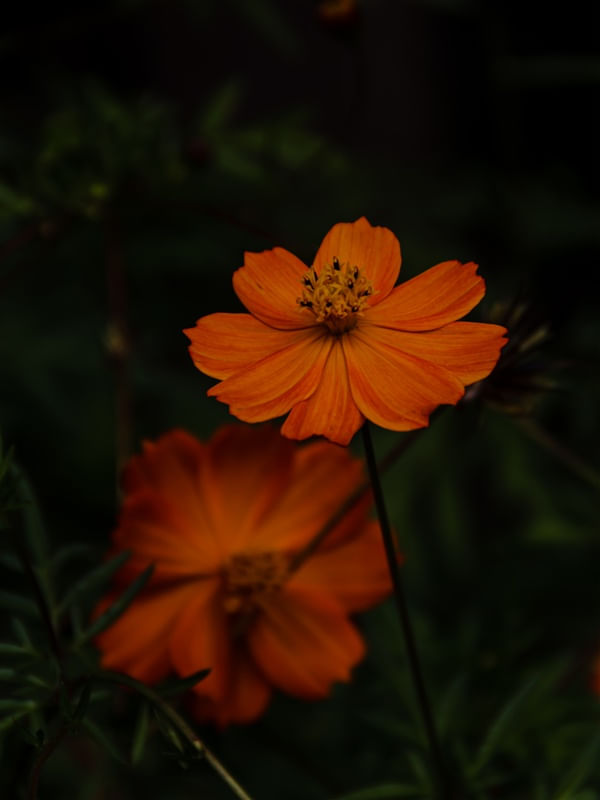 MARGARIDA NO JARDIM