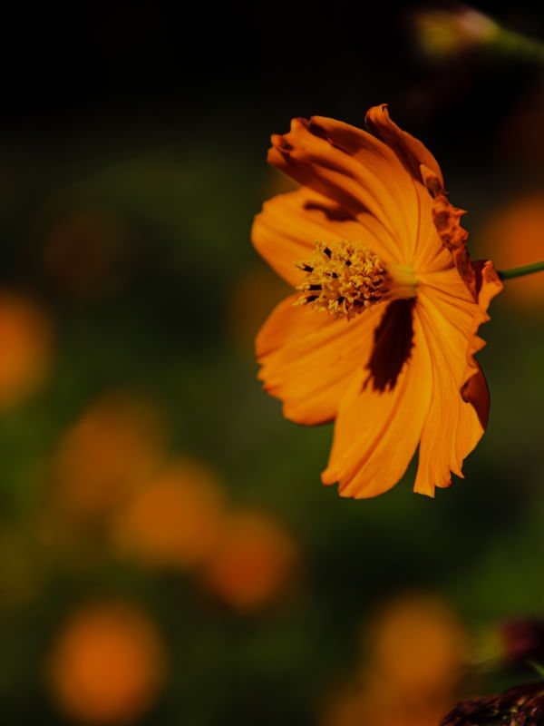 MARGARIDA NO SOL